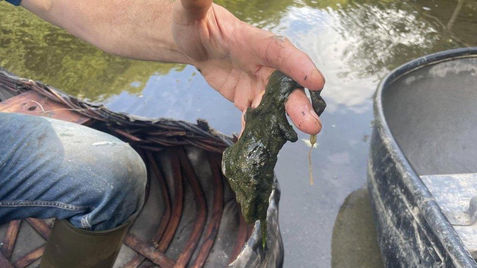 Coracle fishing and algae