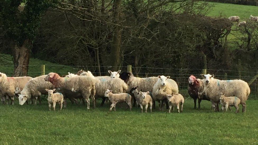 Sheep huddled against a fence in Rhosybol - two are clearly injured