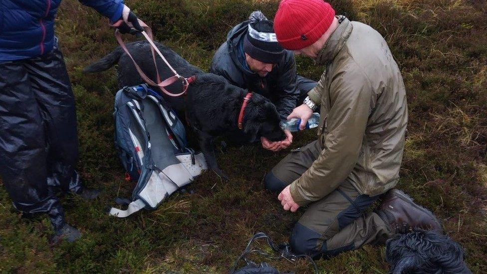 Gracie drinking water after being rescued from a hole in the Peak District