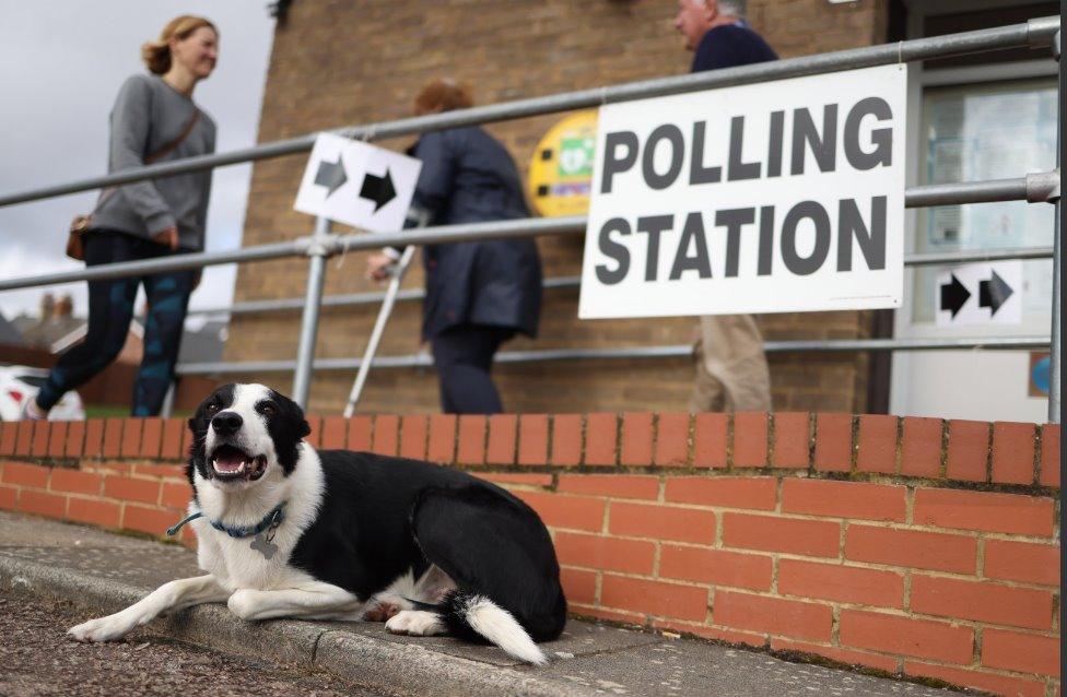 Dog at polling station