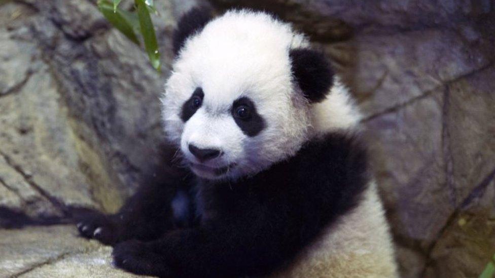 Giant panda cub Bei Bei. Photo: January 2016