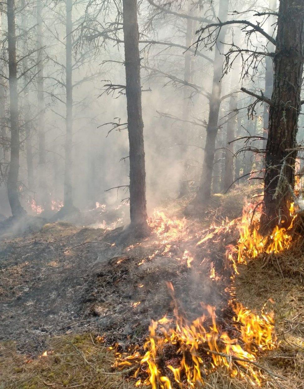 Wildfire at Cannich