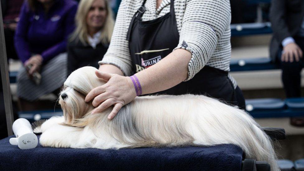 Dog being groomed at Westminster Dog Show 2024