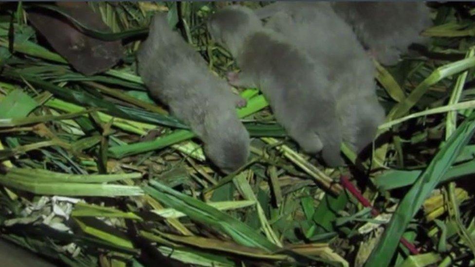 New born otters