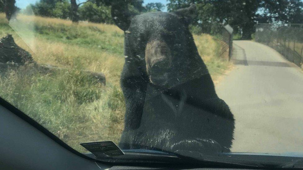 Black bear on the car