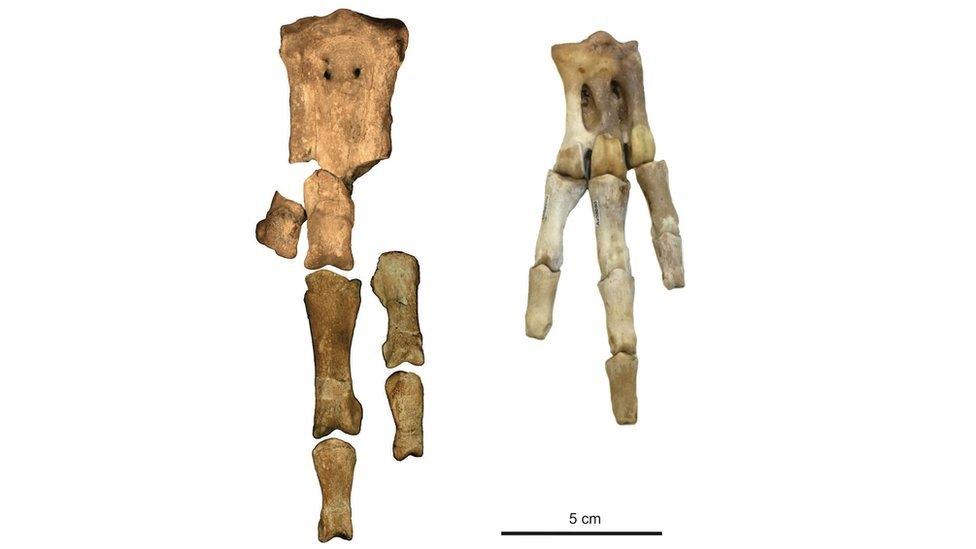 Foot bones of prehistoric penguins