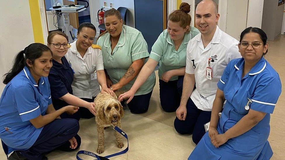 Alfie the cockerpoo sits on the floor of a hospital ward, surrounded by seven uniformed NHS staff.