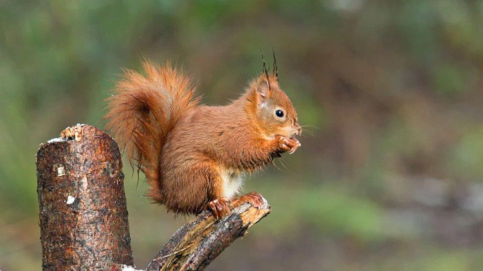 A red squirrel