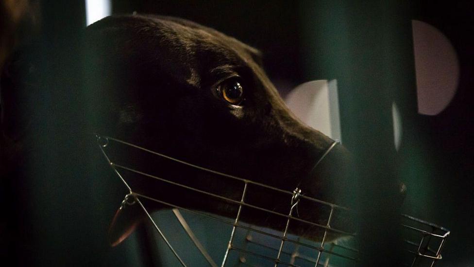 Australian Greyhound Racing Rocked By Fresh Abuse Claims BBC News australian-greyhound-racing-rocked-by-fresh-abuse-claims-bbc-news