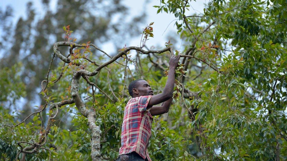 Khat farmer picks leaves in Maua, Meru county, Kenya - Friday 9 September 2016