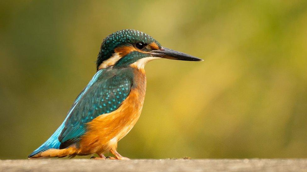 A kingfisher