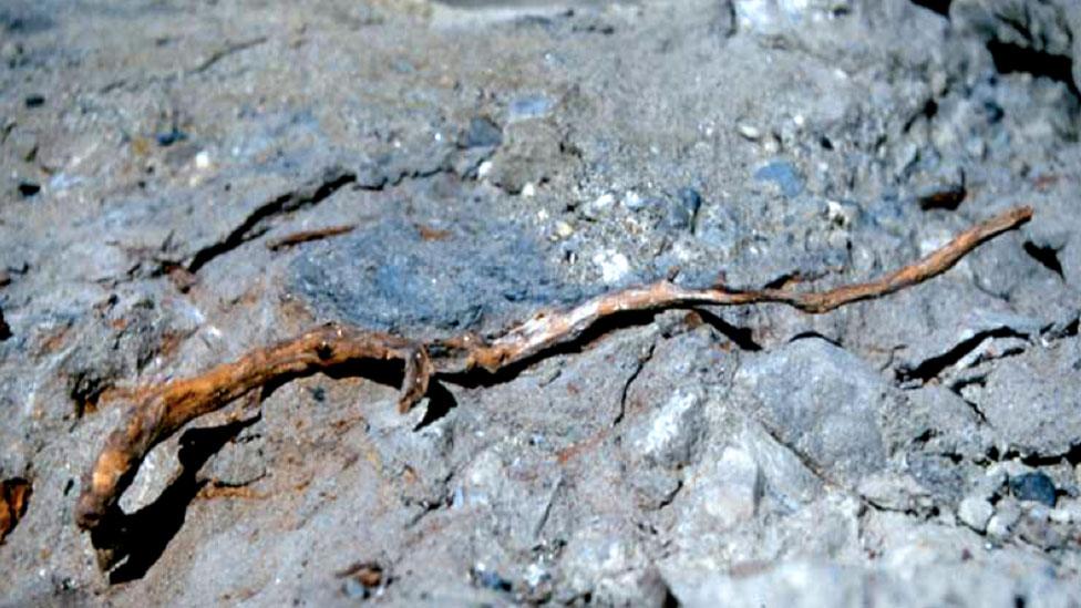 Fossil twig