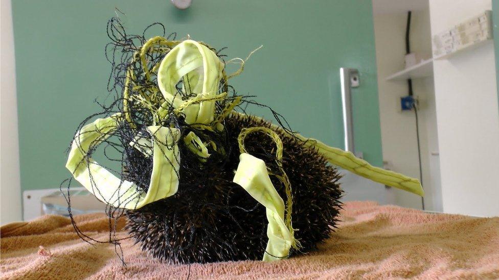 Hedgehog stuck in badminton net