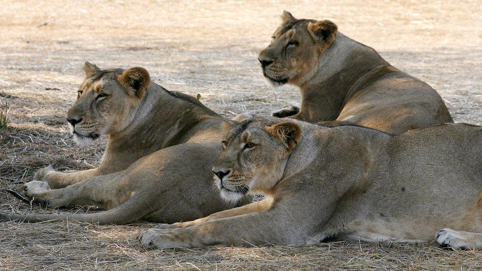 Asiatic Lions lounge in the shade of a tree near the village of Sasan on the edge of Gir National Park on 10 December 2007