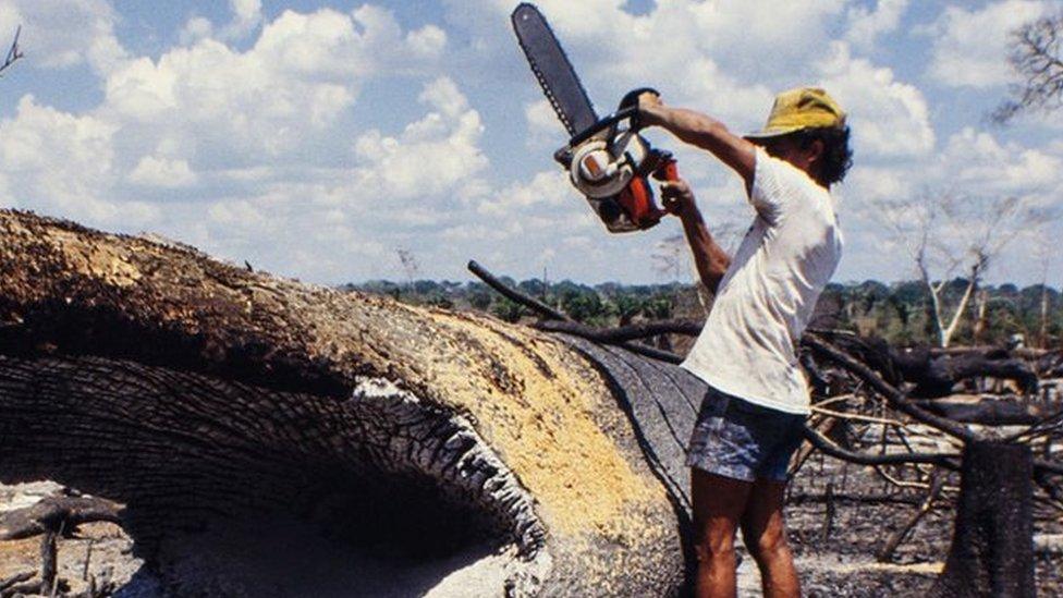 Man using a chainsaw in the the Amazon on a fallen tree