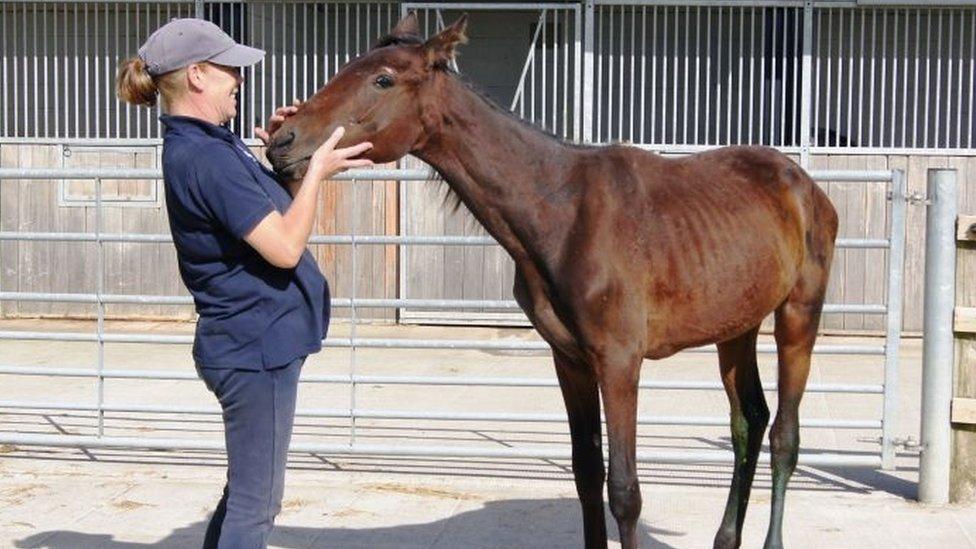 Twiglet on arrival at Horseworld