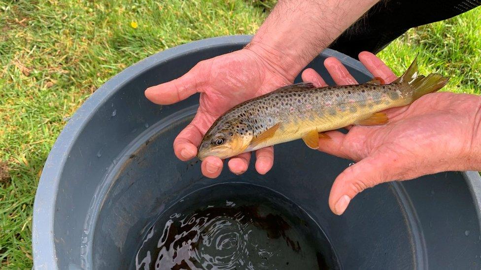 A fish in a bucket