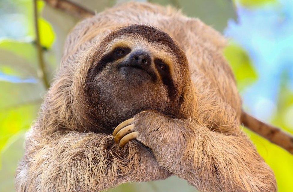 Sloth