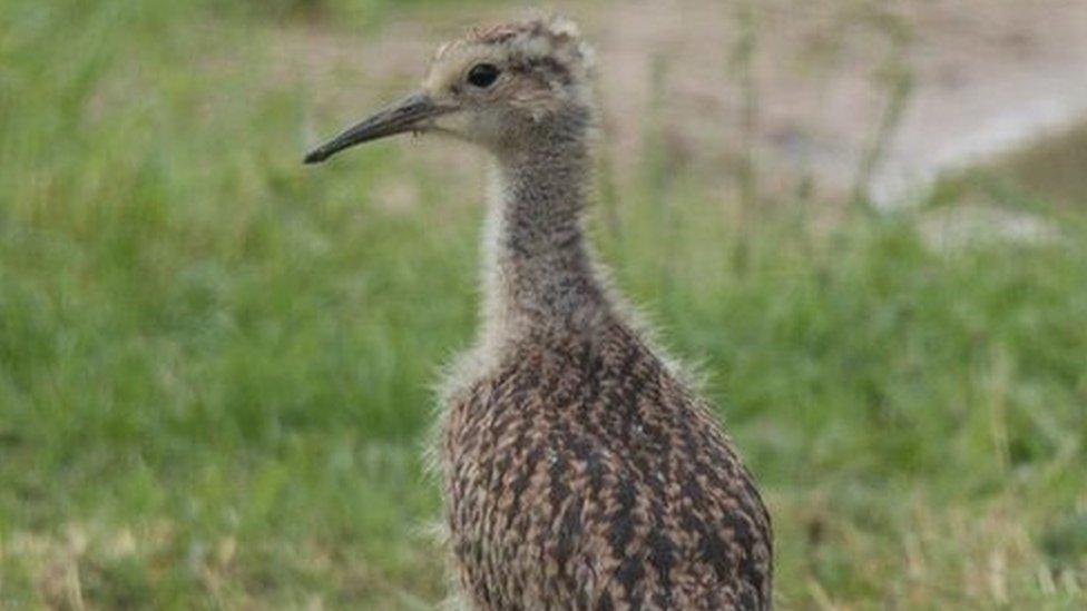 Curlew