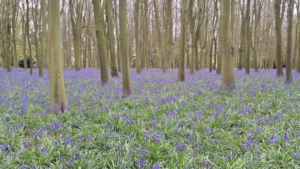 Bluebells at Badbury