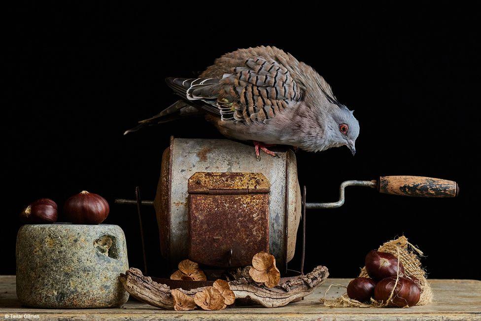 A crested dove sits on an antique chestnut roaster next to a pile of chestnuts