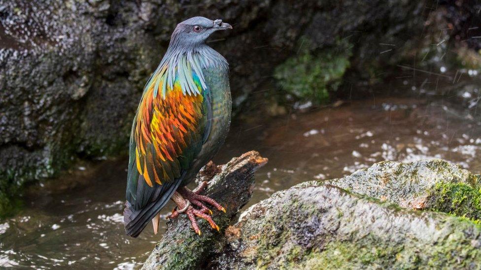 nicobar-pigeon.