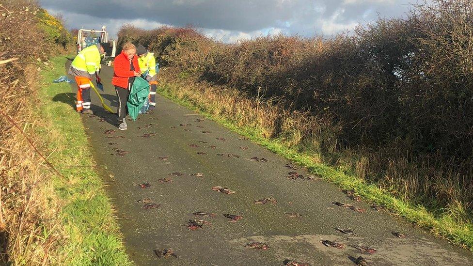 people clearing dead birds from road