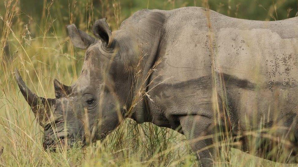 Rhino in South Africa