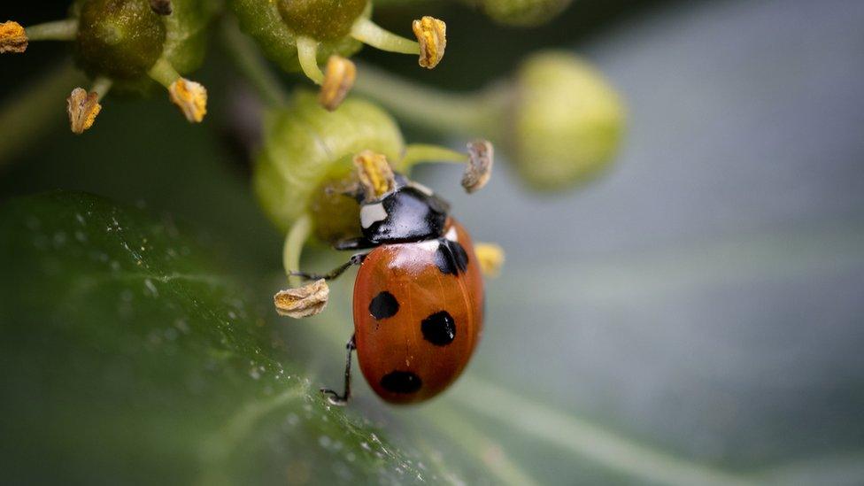 Lady bird