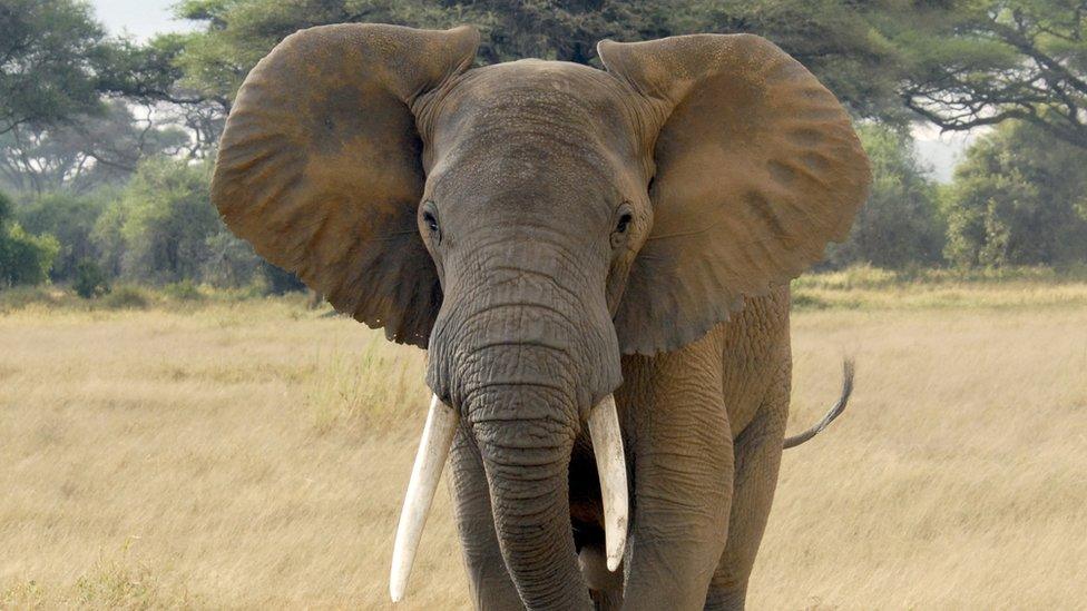 An elephant