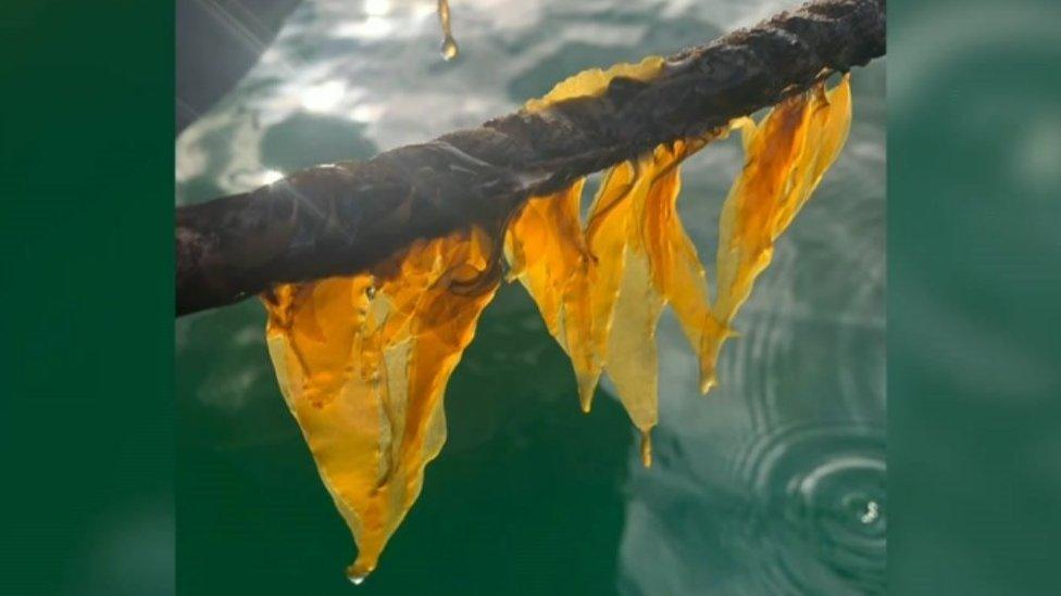 Seaweed on a rope