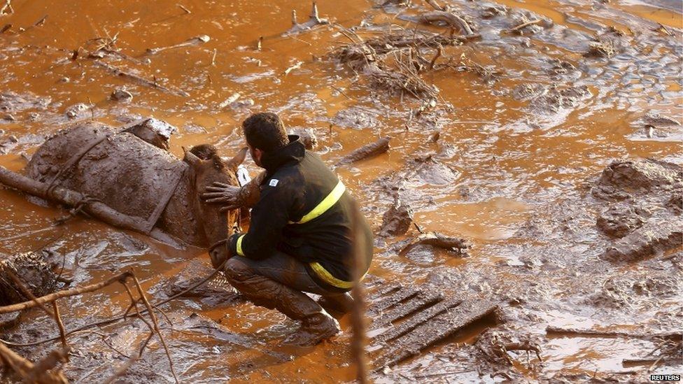 A rescue worker in Bento Rodrigues touches the head of a horse he is trying to save