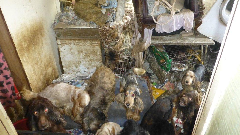 Several different breeds of dog in cages
