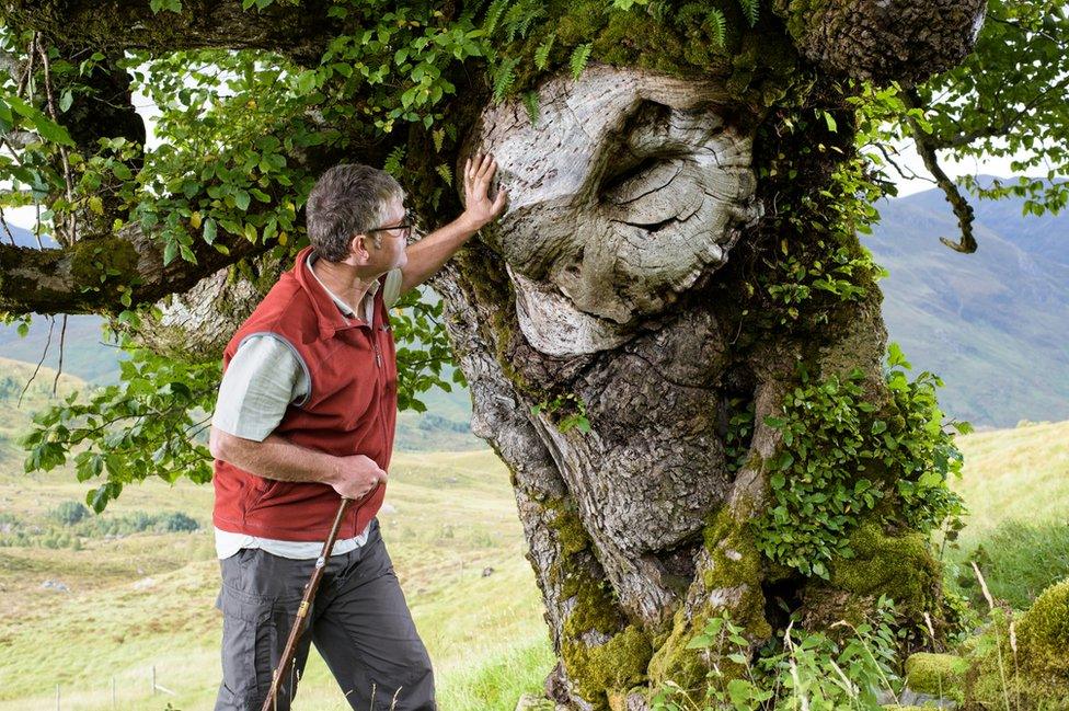 The Last Ent of Affric