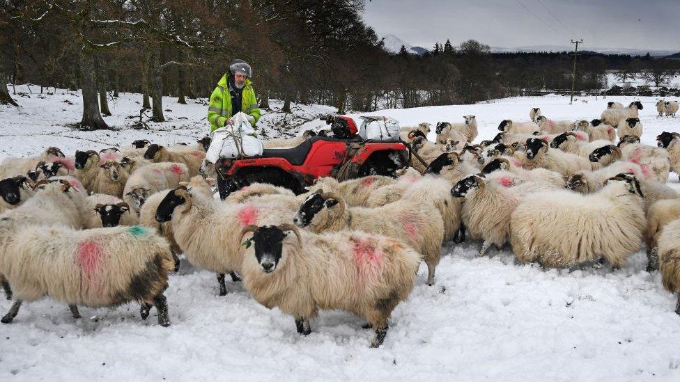 Sheep in the snow