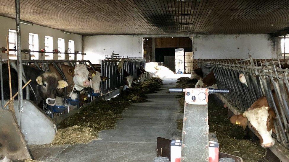 A barn is pictured with cows poking their heads out from behind their stalls towards the camera