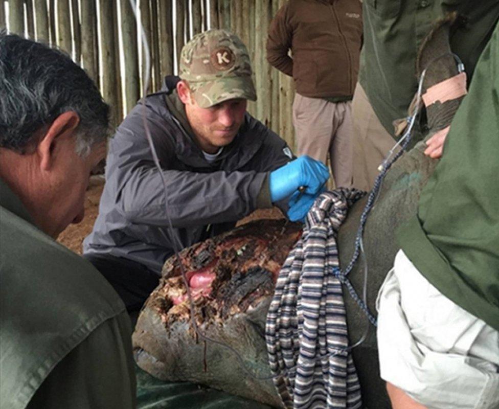 Prince Harry helping in an operation on a rhino