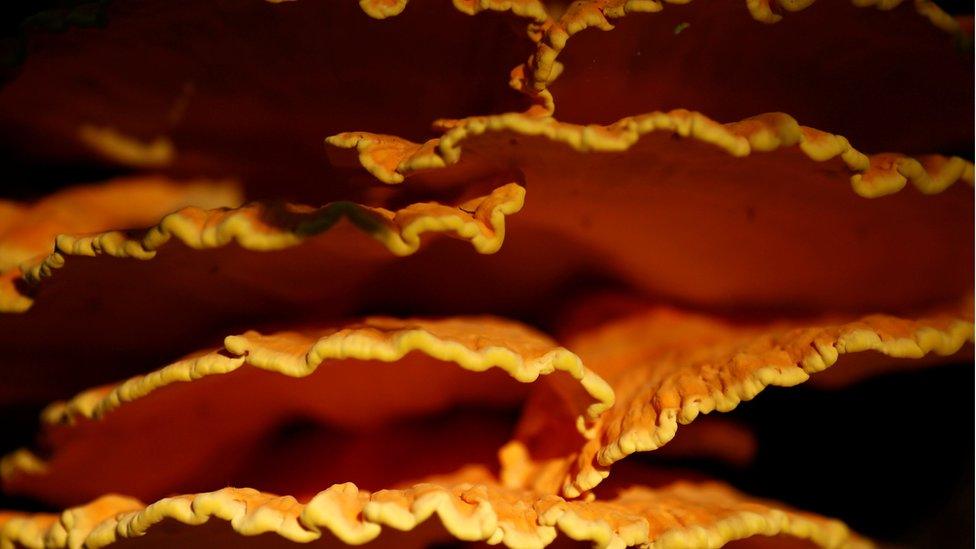 A Laetiporus sulphureus mushroom grows on a tree in a protected area of Bialowieza Forest