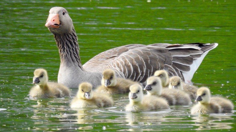 Greylag goslings looking fluffed up and almost blow-dried by the breeze on the Thames at Appleton