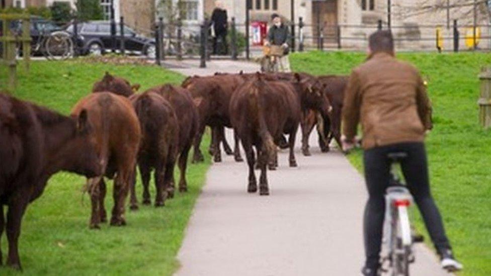 Cows on Midsummer Common