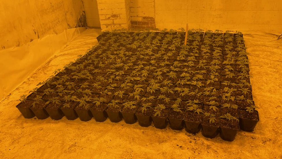 Cannabis plants