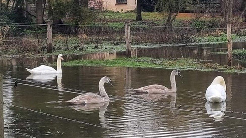 Swans which were shot in Coggeshall