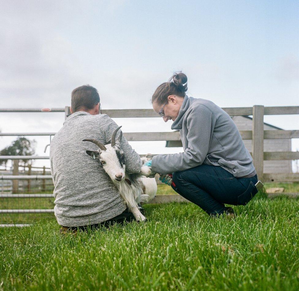 Farmer Samantha trims a goat's hoof with her husband Brian in Northumberland