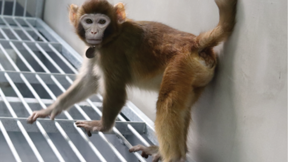 ReTro, the first cloned Rhesus monkey