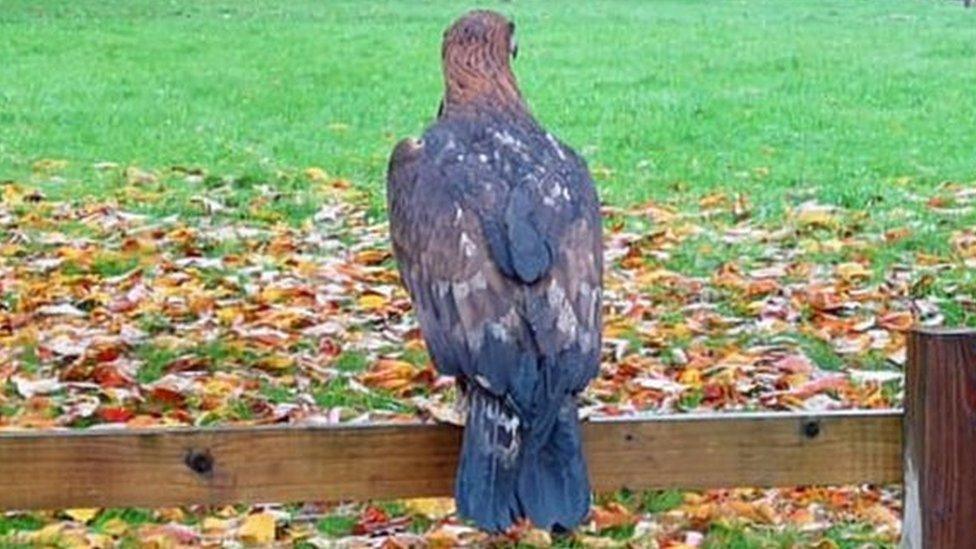 The 13-year-old bird, named Apollo, has since been claimed by its owner