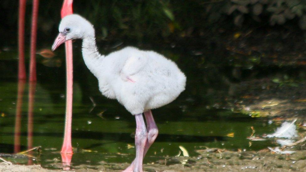 Fluffy flamingo chick