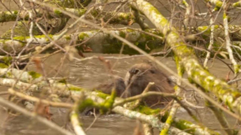 Beavers