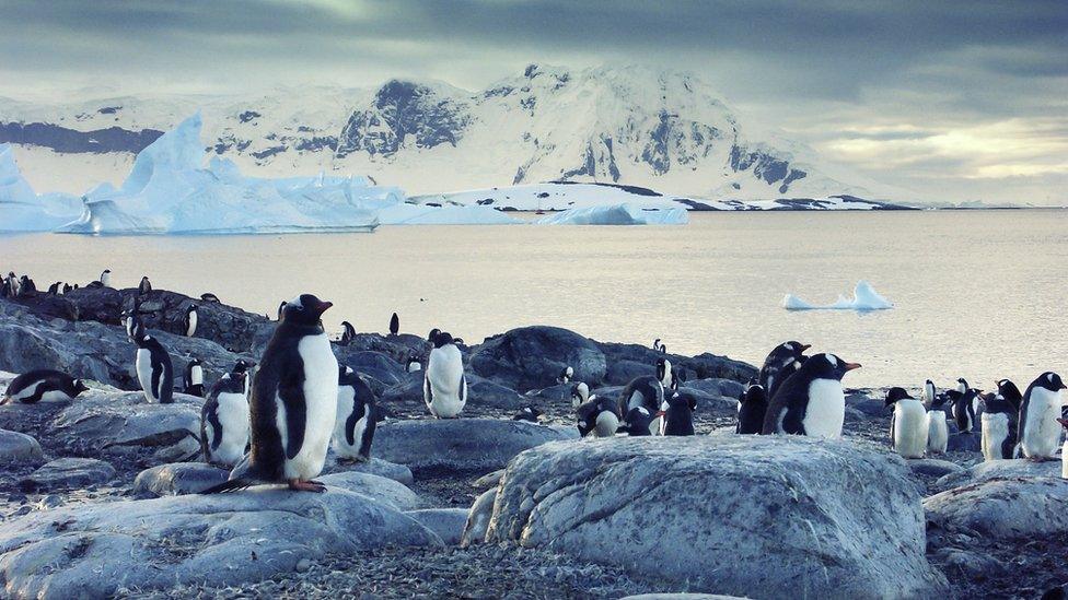 Gentoo-penguins-on-the-Antarctic-Peninsula.