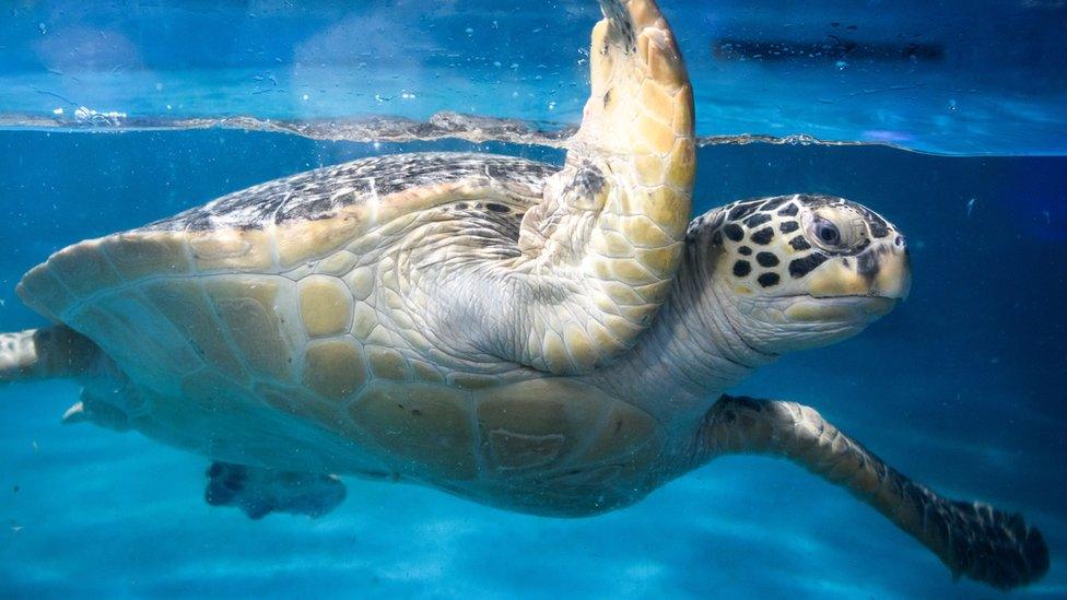 A green sea turtle swimming in an ocean