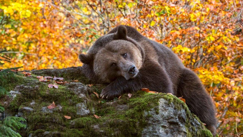 brown bear